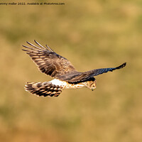 Buy canvas prints of Majestic Hen Harrier Soars Over Wild Moors by tammy mellor