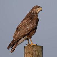 Buy canvas prints of Majestic Buzzard Surveying Staffordshire Moorlands by tammy mellor