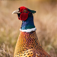 Buy canvas prints of Majestic Moorland Pheasant by tammy mellor