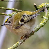 Buy canvas prints of Majestic Goldcrest Sitting on a Staffordshire Tree by tammy mellor