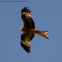Buy canvas prints of Majestic Red Kite Soaring High by tammy mellor