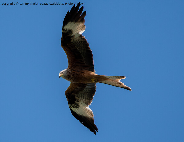 Majestic Red Kite in Flight Picture Board by tammy mellor