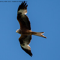 Buy canvas prints of Majestic Red Kite in Flight by tammy mellor