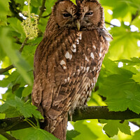 Buy canvas prints of Majestic Tawny Owl Overlooking Staffordshire Moorl by tammy mellor