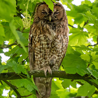 Buy canvas prints of Majestic Tawny Owl by tammy mellor