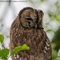 Buy canvas prints of Majestic Tawny Owl by tammy mellor