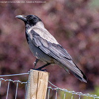 Buy canvas prints of Majestic Hooded Crow by tammy mellor