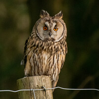 Buy canvas prints of Majestic Longeared Owl by tammy mellor