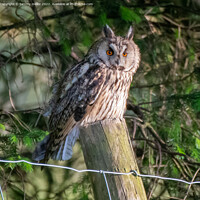 Buy canvas prints of Majestic Long Eared Owl by tammy mellor