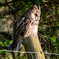 Buy canvas prints of Majestic Long Eared Owl in the Staffordshire Moorl by tammy mellor