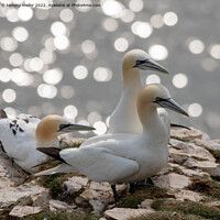 Buy canvas prints of Majestic Gannets overlooking the Sea by tammy mellor