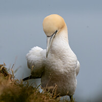 Buy canvas prints of Majestic Gannet Preening by tammy mellor