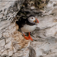 Buy canvas prints of Majestic Puffin Poses for the Perfect Picture by tammy mellor