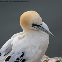 Buy canvas prints of Majestic Gannet Perched on Cliff by tammy mellor