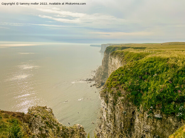 Majestic Bempton Cliffs Picture Board by tammy mellor
