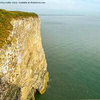 Buy canvas prints of Majestic Bempton Cliffs by tammy mellor