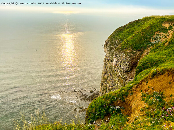 Majestic Beauty of Bempton Cliffs Picture Board by tammy mellor
