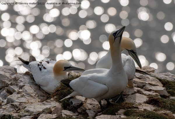 Majestic Gannets overlooking the sea Picture Board by tammy mellor