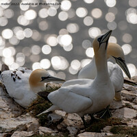 Buy canvas prints of Majestic Gannets overlooking the sea by tammy mellor