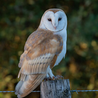 Buy canvas prints of Majestic Barn Owl by tammy mellor