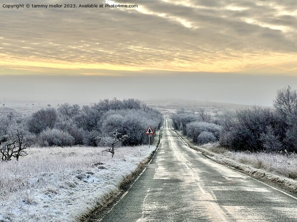 A Frosty Morning Drive Picture Board by tammy mellor