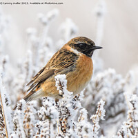 Buy canvas prints of Frosty Morning Stonechat by tammy mellor