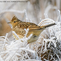 Buy canvas prints of Melodic Skylark in Winter Heather by tammy mellor