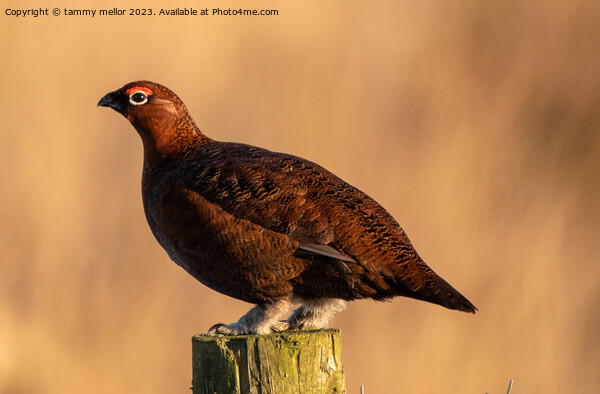 red grouse  Picture Board by tammy mellor