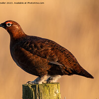 Buy canvas prints of red grouse  by tammy mellor