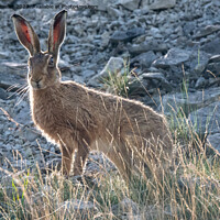 Buy canvas prints of hare in the morning sun by tammy mellor