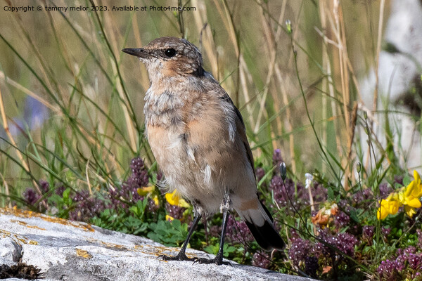 wheatear chilling in the sun Picture Board by tammy mellor