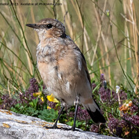Buy canvas prints of wheatear chilling in the sun by tammy mellor