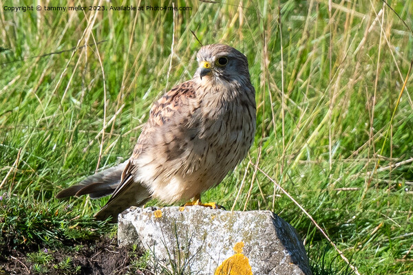 kestrel resting in the sun Picture Board by tammy mellor