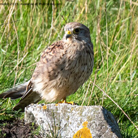 Buy canvas prints of kestrel resting in the sun by tammy mellor