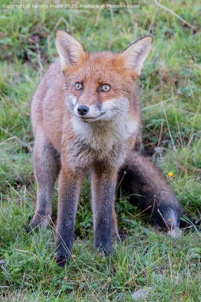 fox looking at something Picture Board by tammy mellor