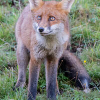 Buy canvas prints of fox looking at something by tammy mellor