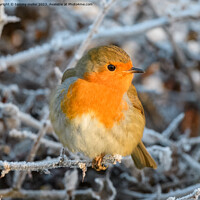 Buy canvas prints of robin on a frosty morning  by tammy mellor