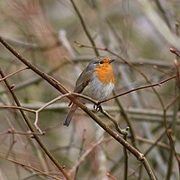 Buy canvas prints of Melodic Robin on Knypersley Reservoir by tammy mellor