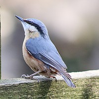 Buy canvas prints of The Tame Nuthatch by tammy mellor