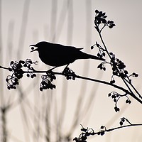 Buy canvas prints of Majestic Blackbird Feast by tammy mellor