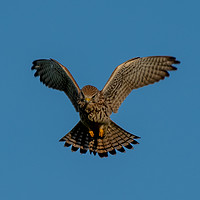 Buy canvas prints of Majestic Kestrel Hunting on Moorlands by tammy mellor