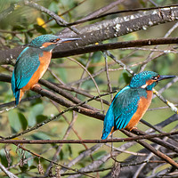Buy canvas prints of Majestic Pair of Kingfishers by tammy mellor