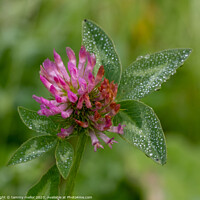 Buy canvas prints of A Delicate Pink Clover in the Morning Dew by tammy mellor