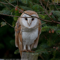 Buy canvas prints of Majestic Barn Owl Stares into Your Soul by tammy mellor
