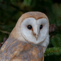 Buy canvas prints of Majestic Barn Owl Stuns in Staffordshire Moorlands by tammy mellor