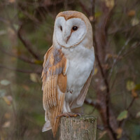 Buy canvas prints of Majestic Barn Owl Stuns Photographer by tammy mellor