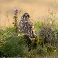 Buy canvas prints of Elegant Short Eared Owl by tammy mellor