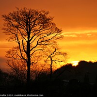 Buy canvas prints of Radiant sunset tree by tammy mellor