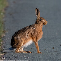 Buy canvas prints of Majestic Hare on the Road by tammy mellor