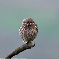 Buy canvas prints of Majestic Little Owl by tammy mellor